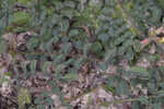 Bearded milkvetch